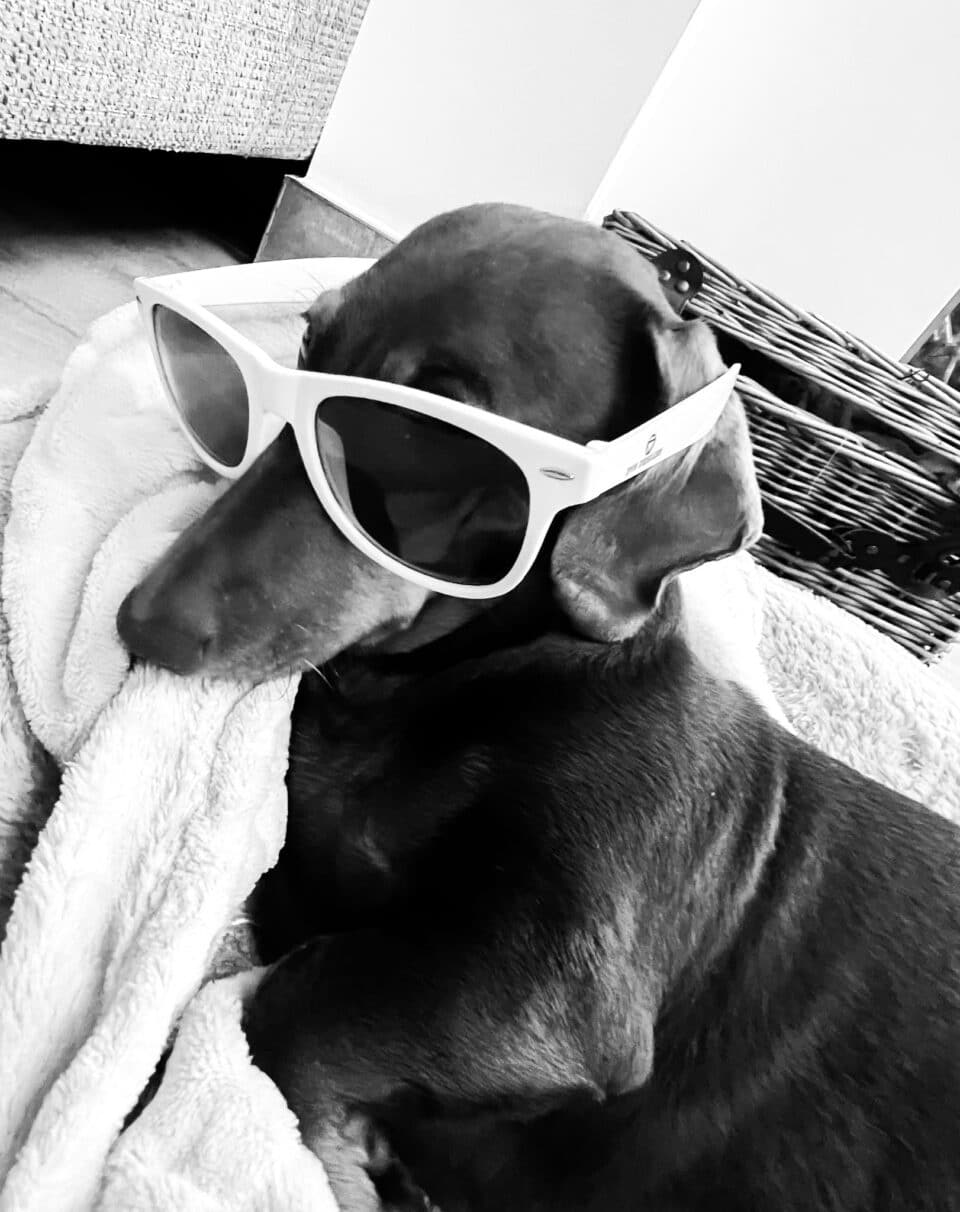 Buddy DV8 DESIGNS
